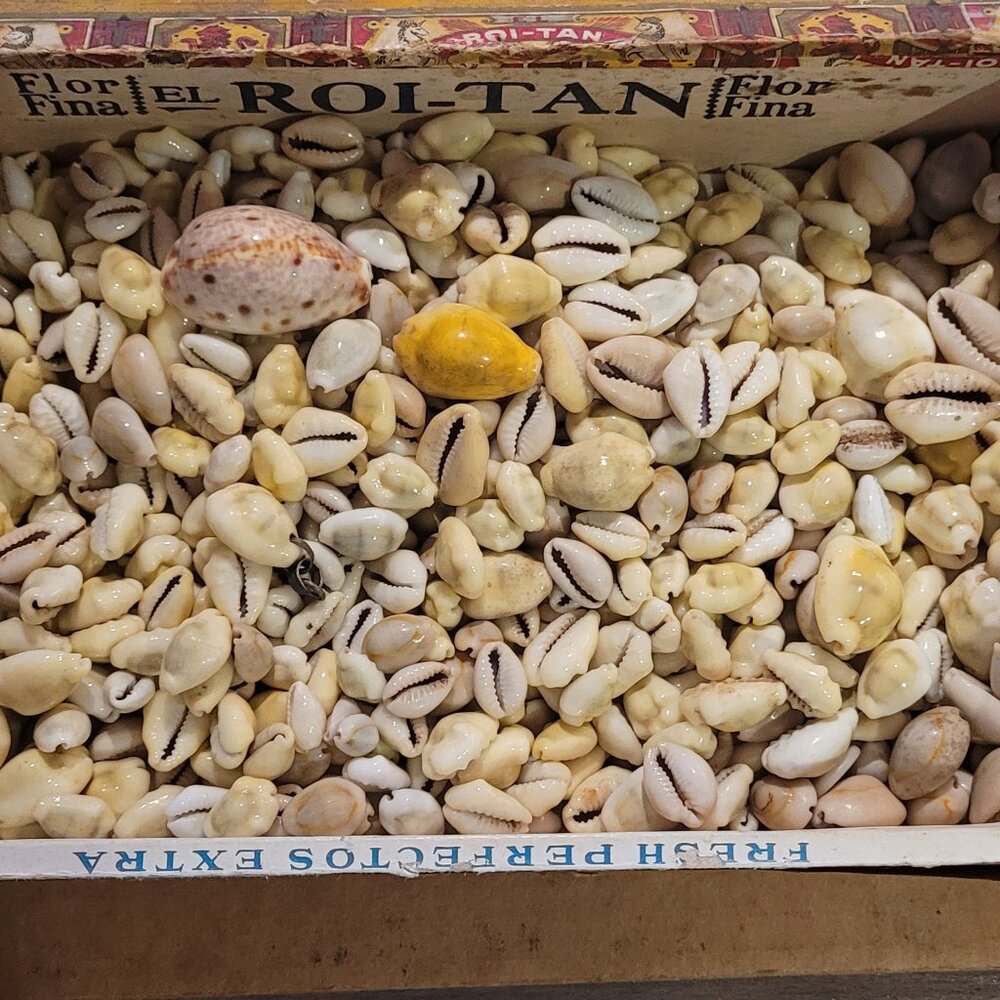 Vintage Cowrie Shells in old Roi Tan Cigar Box Lot 2 3/4 LBS Various Sizes